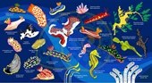 Oceanarium Nudibranch Microfiber Towel 60x110cm